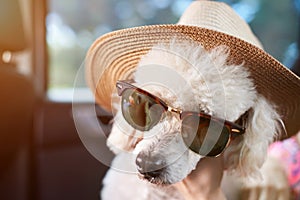 Dog in sunglasses with hat