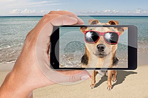 Dog sunglasses sit beach posing photo taken phone