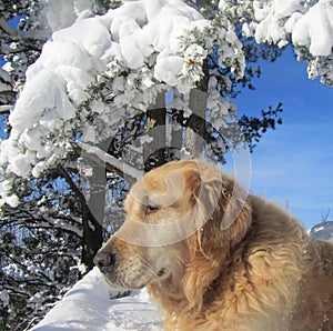 DOG with winter background photo