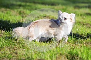 Dog on a sunny day in park