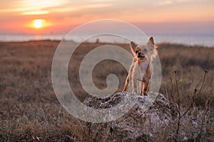 Dog sunset