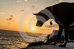 Dog in the Sunset Curacao Views