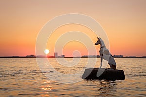 dog at sunset by the sea. Ibizan greyhound in nature