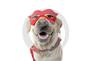 DOG SUPER HERO COSTUME. LABRADOR CLOSE-UP WEARING A RED MASK AND A CAPE. CARNIVAL OR HALLOWEEN. ISOLATED STUDIO SHOT AGAINST