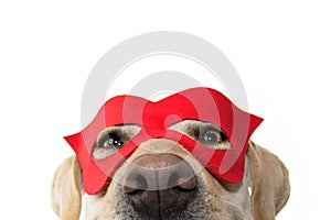 DOG SUPER HERO COSTUME. LABRADOR CLOSE-UP WEARING A RED MASK. CARNIVAL OR HALLOWEEN. ISOLATED STUDIO SHOT ON WHITE BACKGROUND