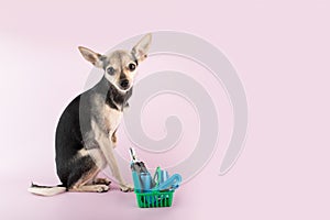 dog supermarket, dog with a shopping cart with pet goods on a pink background, copy space