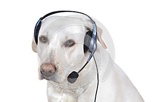 Dog support operator