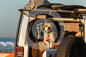 Dog Surfers Car Beach