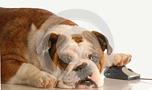 Dog surfing the internet