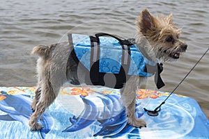 Dog surfing on the lake