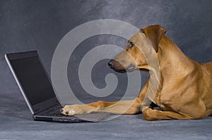 Dog surfing the network