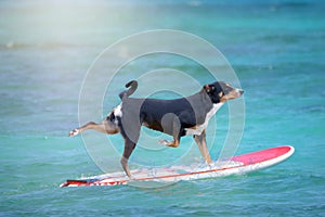 Dog surfing on a surfboard at the ocean shore, Appenzeller Mountain Dog