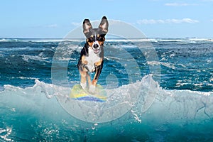 Dog surfing on a wave