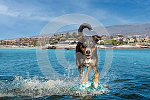 Dog surfing on a wave, appenzeller