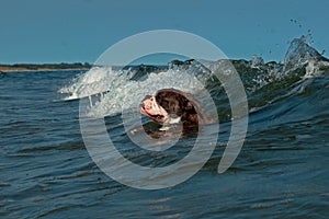 A dog surfing on the waves sea