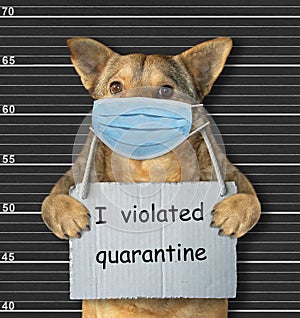 Dog in surgical mask in prison
