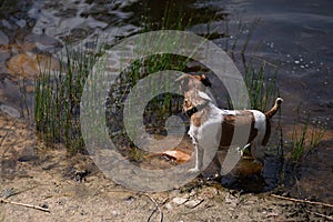 Dog swam in river, went ashore, water drains from animal