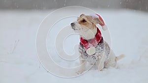 A dog in a sweater and a red Santa hat. Snowing. Jack Russell Terrier waiting for the New Year. Christmas concept