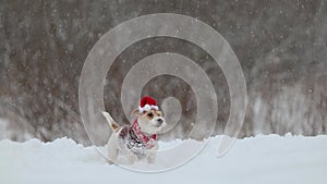 A dog in a sweater and a red Santa hat. Snowing. Jack Russell Terrier waiting for the New Year. Christmas concept