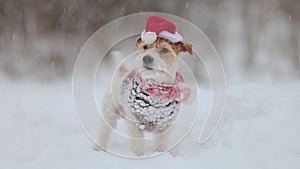 A dog in a sweater and a red Santa hat. Snowing. Jack Russell Terrier waiting for the New Year. Christmas concept