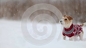 Dog in a sweater. Snowing. Jack Russell Terrier waiting for the New Year. Christmas concept. Portrait of a pet against a