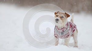 Dog in a sweater. Snowing. Jack Russell Terrier waiting for the New Year. Christmas concept. Portrait of a pet against a