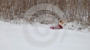 Dog in a sweater. Snowing. Jack Russell Terrier waiting for the New Year. Christmas concept. Portrait of a pet against a