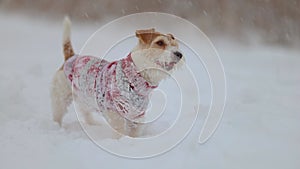 Dog in a sweater. Snowing. Jack Russell Terrier waiting for the New Year. Christmas concept. Portrait of a pet against a