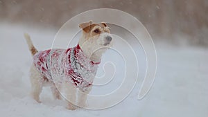 Dog in a sweater. Snowing. Jack Russell Terrier waiting for the New Year. Christmas concept. Portrait of a pet against a