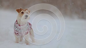 Dog in a sweater. Snowing. Jack Russell Terrier waiting for the New Year. Christmas concept. Portrait of a pet against a