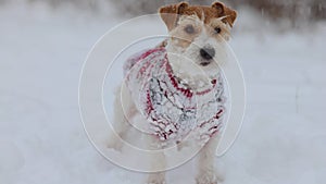 Dog in a sweater. Snowing. Jack Russell Terrier waiting for the New Year. Christmas concept. Portrait of a pet against a