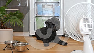 Dog sweats in front of fridge with fan