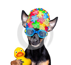 Dog swim cap and goggles