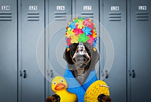 Dog swim cap and goggles in locker room