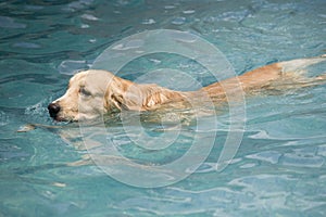 Dog swiming in the pool photo