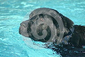 Dog swimming