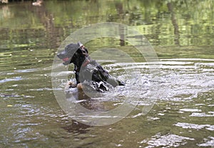 Dog swimming with ball