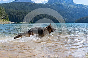 The dog are swimming in Black lake