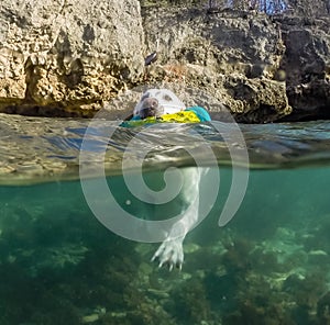 Dog swimming -Curacao Views