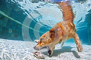 Dog swimming and diving in the pool