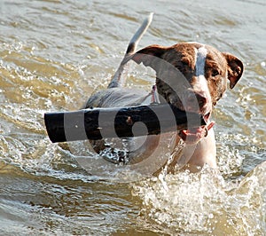 Dog Swimming and Fetching