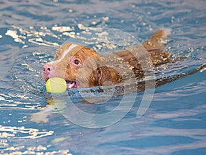 Dog is swimming and fetching the ball.