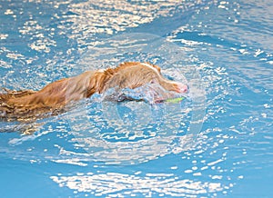 Dog is swimming and fetching the ball.