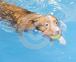 Dog is swimming and fetching the ball.