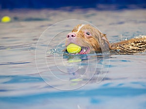 Dog is swimming and fetching the ball.