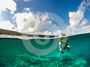 Dog swimming with a frisbee -Curacao Views