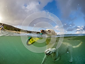 Dog swimming with a frisbee -Curacao Views