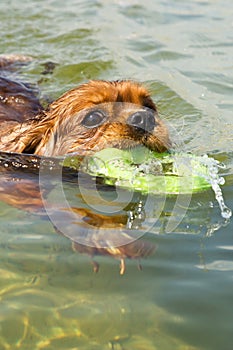 A dog swimming with fubber ring