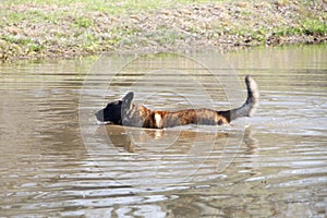 Dog swimming in lake, pond or stream