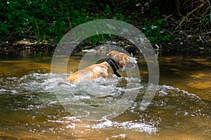 Dog swimming in the muddy river